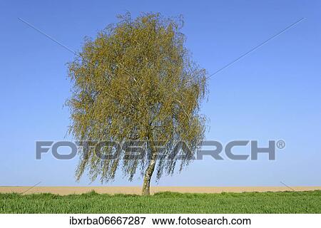 Birch (Betula), solitary tree on a field path in spring, blue sky, North Rhine-Westphalia, Germany, Europe View Large Photo Image Stock Photo - Birch (Betula), solitary tree on a field path in spring, blue sky, North Rhine-Westphalia, Germany, Europe. Fotosearch