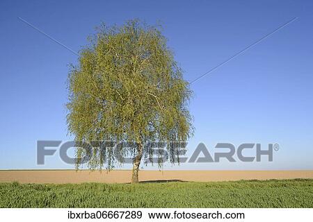 Stock Photo - Birch (Betula), solitary tree on a field path in spring, blue sky, North Rhine-Westphalia, Germany, Europe. Fotosearch