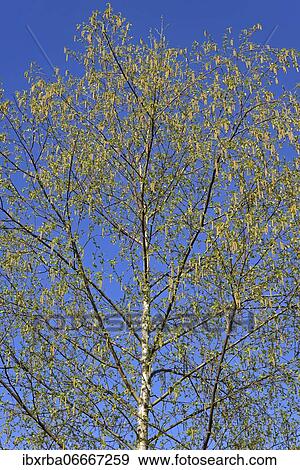 Birch (Betula), twigs with leaf shoots at flowering time, North Rhine-Westphalia, Germany, Europe View Large Photo Image Stock Photo - Birch (Betula), twigs with leaf shoots at flowering time, North Rhine-Westphalia, Germany, Europe. Fotosearch