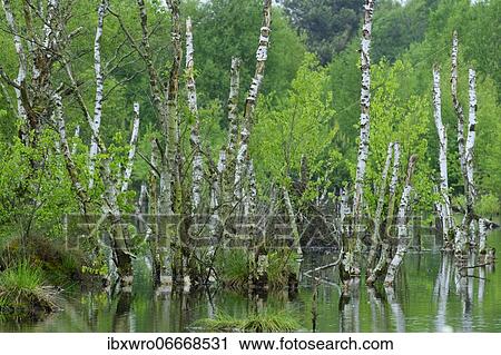 Birch forest in the moor, Molberger Dose, Oldenburg Münsterland, Germany, Europe View Large Photo Image Stock Image - Birch forest in the moor, Molberger Dose, Oldenburg Münsterland, Germany, Europe. Fotosearch
