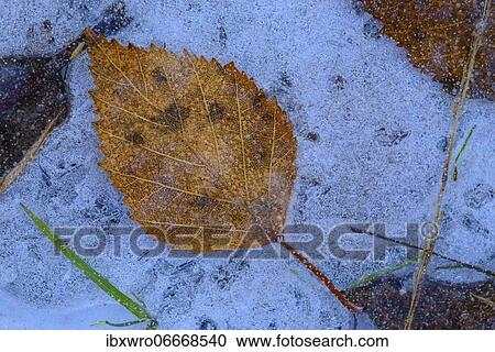 Stock Image - Birch leaf in ice on peat, Germany, Europe. Fotosearch