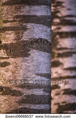 Birches trees (Betula) in a bog, tree, bark, Molberger Dose, Oldenburger Münsterland, Germany, Europe View Large Photo Image Stock Photo - Birches trees (Betula) in a bog, tree, bark, Molberger Dose, Oldenburger Münsterland, Germany, Europe. Fotosearch
