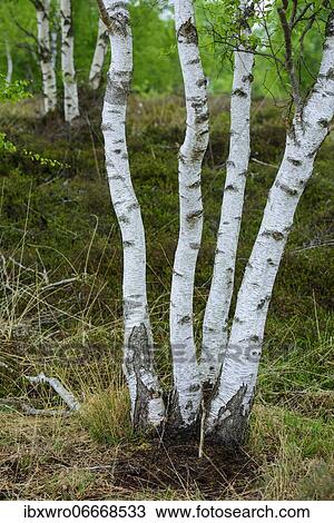 Birches trees (Betula) in the moor, Molberger Dose, Oldenburger Münsterland, Germany, Europe View Large Photo Image Stock Image - Birches trees (Betula) in the moor, Molberger Dose, Oldenburger Münsterland, Germany, Europe. Fotosearch