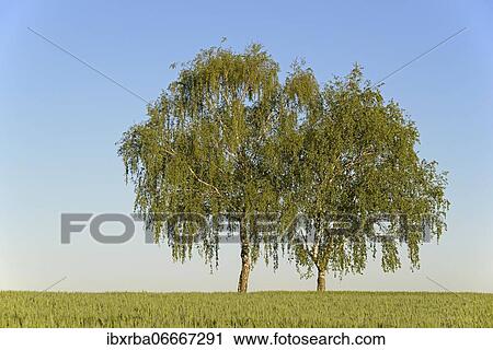 Birches trees (Betula), two trees at the grain field in spring, North Rhine-Westphalia, Germany, Europe View Large Photo Image Stock Image - Birches trees (Betula), two trees at the grain field in spring, North Rhine-Westphalia, Germany, Europe. Fotosearch