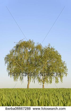 Birches trees (Betula), two trees at the grain field in spring, North Rhine-Westphalia, Germany, Europe View Large Photo Image Stock Photo - Birches trees (Betula), two trees at the grain field in spring, North Rhine-Westphalia, Germany, Europe. Fotosearch