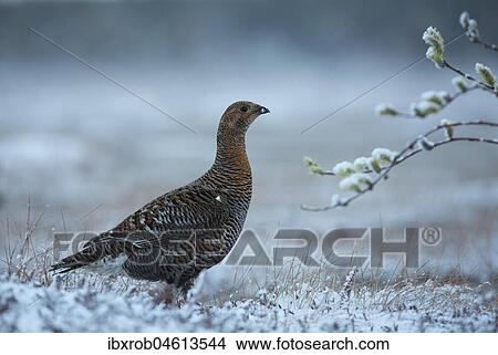 Picture - Black grouse (Tetrao tetrix) female feeding on willow branch at mating site, Kainuu, Finland, Europe. Fotosearch