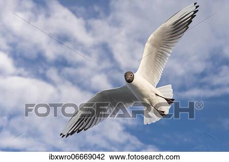 Black-headed gull (Chroicocephalus ridibundus) in flight against blue sky, sea, coast, North Sea, Netherlands View Large Photo Image Stock Image - Black-headed gull (Chroicocephalus ridibundus) in flight against blue sky, sea, coast, North Sea, Netherlands. Fotosearch