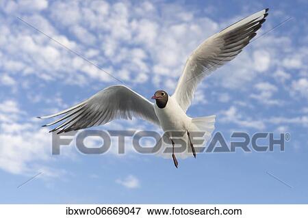 Black-headed gull (Chroicocephalus ridibundus) (Syn.: Larus ridibundus) in flight in front of blue sky, sea, coast, North Sea, Netherlands View Large Photo Image Stock Photo - Black-headed gull (Chroicocephalus ridibundus) (Syn.: Larus ridibundus) in flight in front of blue sky, sea, coast, North Sea, Netherlands. Fotosearch