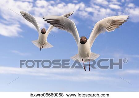 Black-headed gulls (Chroicocephalus ridibundus) (Syn.: Larus ridibundus) in flight in front of blue sky, sea, coast, North Sea, Netherlands View Large Photo Image Stock Photo - Black-headed gulls (Chroicocephalus ridibundus) (Syn.: Larus ridibundus) in flight in front of blue sky, sea, coast, North Sea, Netherlands. Fotosearch