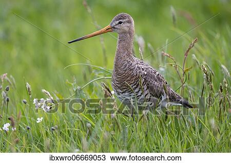 Black-tailed godwit (Limosa limosa) in wet meadow, Kattinger Watt, Schleswig-Holstein, Germany, Europe View Large Photo Image Stock Image - Black-tailed godwit (Limosa limosa) in wet meadow, Kattinger Watt, Schleswig-Holstein, Germany, Europe. Fotosearch