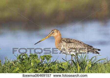 Stock Photo - Black-tailed godwit (Limosa limosa) in a meadow, Texel, Netherlands. Fotosearch