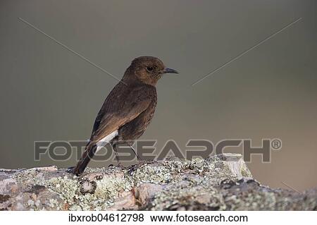 Stock Photo - Black Wheatear (Oenanthe leucura), female on rock, Extremadura, Spain, Europe. Fotosearch