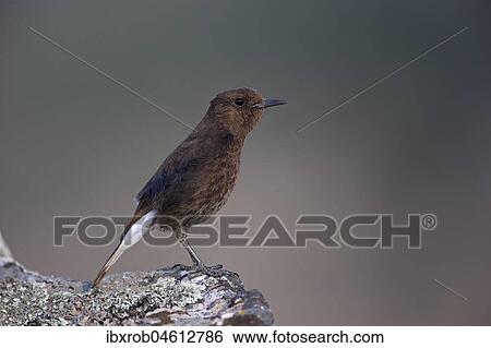Black Wheatear (Oenanthe leucura), female on rock, Extremadura, Spain, Europe View Large Photo Image Stock Photograph - Black Wheatear (Oenanthe leucura), female on rock, Extremadura, Spain, Europe. Fotosearch