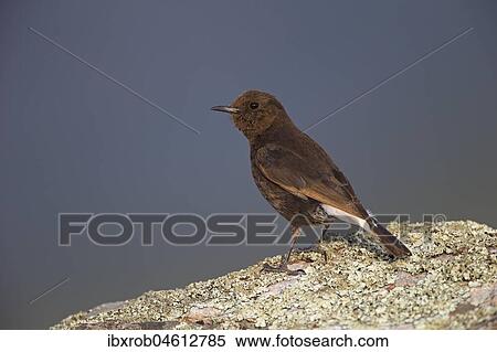 Black Wheatear (Oenanthe leucura), female on rock, Extremadura, Spain, Europe View Large Photo Image Stock Photography - Black Wheatear (Oenanthe leucura), female on rock, Extremadura, Spain, Europe. Fotosearch