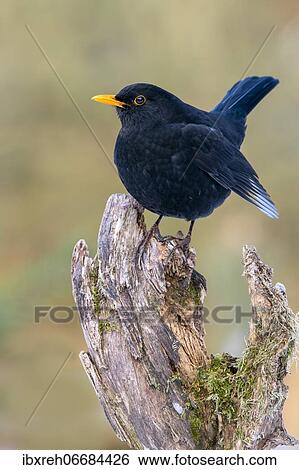 Stock Photograph - Blackbird (Turdus merula), male, sitting on a tree stump, Terfens, Tyrol, Austria, Europe. Fotosearch