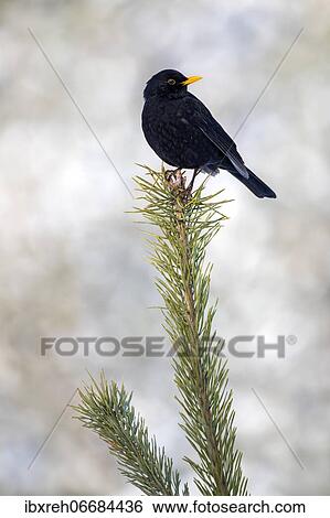 Blackbird (Turdus merula), male, sitting on a Scots pine, Terfens, Tyrol, Austria, Europe View Large Photo Image Stock Photograph - Blackbird (Turdus merula), male, sitting on a Scots pine, Terfens, Tyrol, Austria, Europe. Fotosearch