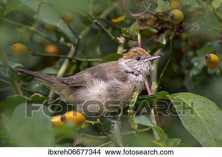 Blackcap (Sylvia atricapilla), female, sitting on a bush, Burgenland, Austria, Europe View Large Photo Image Picture - Blackcap (Sylvia atricapilla), female, sitting on a bush, Burgenland, Austria, Europe. Fotosearch