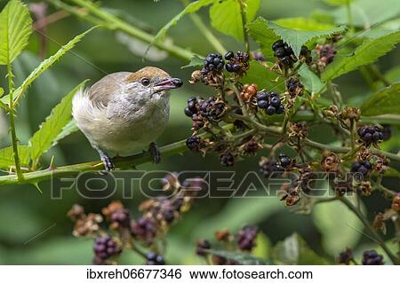 Blackcap (Sylvia atricapilla), female, eats blackberries, Burgenland, Austria, Europe View Large Photo Image Stock Photograph - Blackcap (Sylvia atricapilla), female, eats blackberries, Burgenland, Austria, Europe. Fotosearch