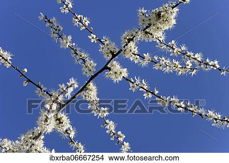 Blackthorn (Prunus spinosa), branch with white flowers against a blue sky, North Rhine-Westphalia, Germany, Europe View Large Photo Image Picture - Blackthorn (Prunus spinosa), branch with white flowers against a blue sky, North Rhine-Westphalia, Germany, Europe. Fotosearch