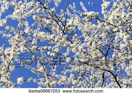 Stock Image - Blackthorn (Prunus spinosa), branches with white flowers against a blue sky, North Rhine-Westphalia, Germany, Europe. Fotosearch