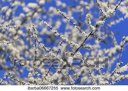 Blackthorn (Prunus spinosa), branches with white flowers against a blue sky, North Rhine-Westphalia, Germany, Europe View Large Photo Image Stock Photography - Blackthorn (Prunus spinosa), branches with white flowers against a blue sky, North Rhine-Westphalia, Germany, Europe. Fotosearch
