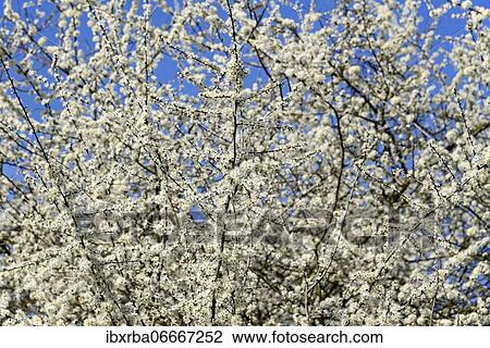 Stock Image - Blackthorn (Prunus spinosa), shrub with white flowers, blue sky, North Rhine-Westphalia, Germany, Europe. Fotosearch