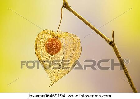 Bladder cherry (Physalis alkekengi), net structure of the calyx and fruit of the Jewish cherry, Hesse, Germany, Europe View Large Photo Image Picture - Bladder cherry (Physalis alkekengi), net structure of the calyx and fruit of the Jewish cherry, Hesse, Germany, Europe. Fotosearch