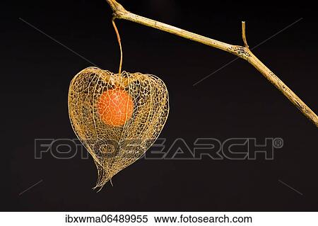 Bladder cherry (Physalis alkekengi), net structure of the calyx and fruit of the Jewish cherry, Hesse, Germany, Europe View Large Photo Image Stock Photography - Bladder cherry (Physalis alkekengi), net structure of the calyx and fruit of the Jewish cherry, Hesse, Germany, Europe. Fotosearch