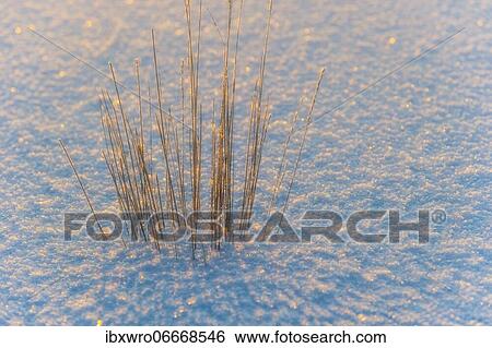 Stock Photograph - Blades of grass in the backlight enclosed by a sheet of ice in the moor, winter, snow, Goldenstedter Moor, Lower Saxony, Germany, Europe. Fotosearch