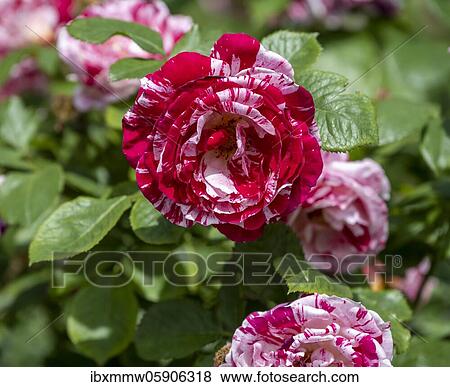 Stock Photo - Blooming red and white roses, Bern Rose Garden, Bern, Switzerland, Europe. Fotosearch