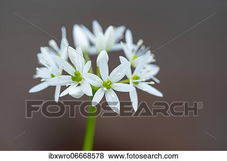 Blooming wild garlic (Allium ursinum), plant, forest, Germany, Europe View Large Photo Image Stock Photo - Blooming wild garlic (Allium ursinum), plant, forest, Germany, Europe. Fotosearch