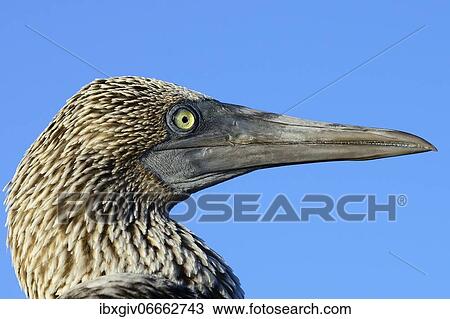 Blue-footed booby (Sula nebouxii), portrait, Isabela Island, Galapagos, Ecuador, South America View Large Photo Image Stock Image - Blue-footed booby (Sula nebouxii), portrait, Isabela Island, Galapagos, Ecuador, South America. Fotosearch