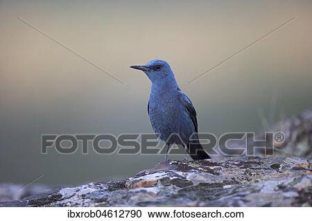 Stock Image - Blue Rock Thrush (Monticola solitarius), male on rock, Extremadura, Spain, Europe. Fotosearch