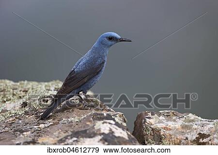 Blue Rock Thrush (Monticola solitarius), male on rock, Extremadura, Spain, Europe View Large Photo Image Stock Photo - Blue Rock Thrush (Monticola solitarius), male on rock, Extremadura, Spain, Europe. Fotosearch