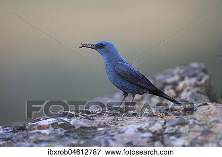 Blue Rock Thrush (Monticola solitarius), male on rock, Extremadura, Spain, Europe View Large Photo Image Stock Photo - Blue Rock Thrush (Monticola solitarius), male on rock, Extremadura, Spain, Europe. Fotosearch