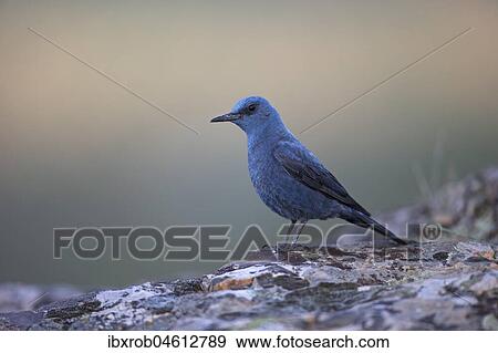 Blue Rock Thrush (Monticola solitarius), male on rock, Extremadura, Spain, Europe View Large Photo Image Stock Photo - Blue Rock Thrush (Monticola solitarius), male on rock, Extremadura, Spain, Europe. Fotosearch