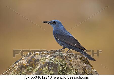 Stock Photograph - Blue Rock Thrush (Monticola solitarius), male on rock, Extremadura, Spain, Europe. Fotosearch