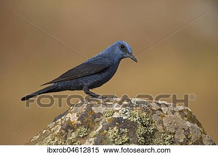Stock Photography - Blue Rock Thrush (Monticola solitarius), male on rock, Extremadura, Spain, Europe. Fotosearch