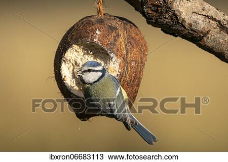 Blue tit (Cyanistes caeruleus), hanging from a winter feeder, Germany, Europe View Large Photo Image Stock Image - Blue tit (Cyanistes caeruleus), hanging from a winter feeder, Germany, Europe. Fotosearch