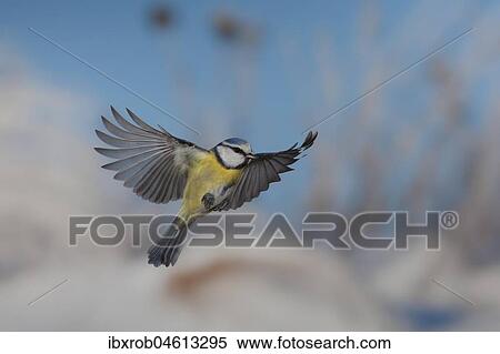 Blue tit (Cyanistes caeruleus) in flight, Thuringia, Germany, Europe View Large Photo Image Stock Photography - Blue tit (Cyanistes caeruleus) in flight, Thuringia, Germany, Europe. Fotosearch