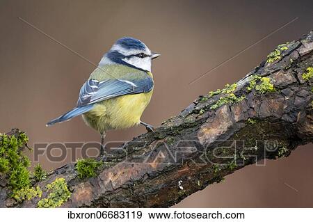 Blue tit (Cyanistes caeruleus), sitting on a branch, Germany, Europe View Large Photo Image Stock Photo - Blue tit (Cyanistes caeruleus), sitting on a branch, Germany, Europe. Fotosearch