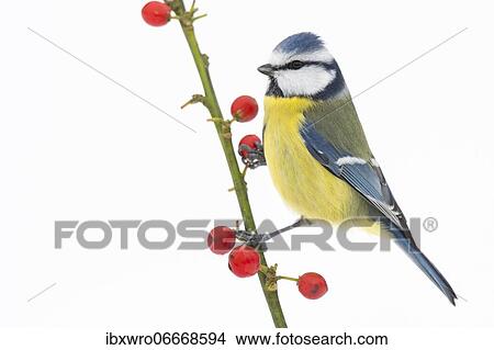 Blue tit (Cyanistes caeruleus) (Syn.: Parus caeruleus) in winter on a branch with red berries, Germany, Europe View Large Photo Image Picture - Blue tit (Cyanistes caeruleus) (Syn.: Parus caeruleus) in winter on a branch with red berries, Germany, Europe. Fotosearch