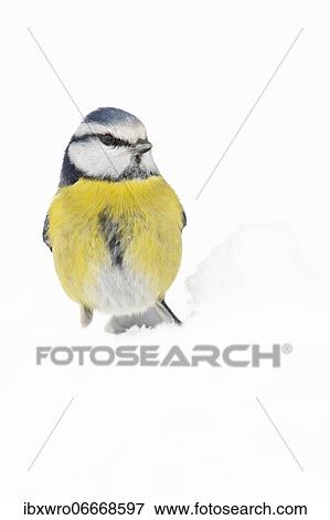 Stock Photo - Blue tit (Cyanistes caeruleus) (Syn.: Parus caeruleus) in snow, winter, Germany, Europe. Fotosearch