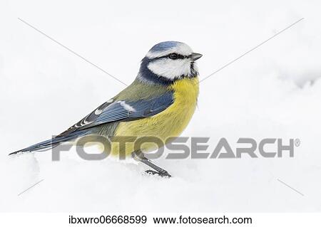 Blue tit (Cyanistes caeruleus) (Syn.: Parus caeruleus) in snow, winter, Germany, Europe View Large Photo Image Stock Photo - Blue tit (Cyanistes caeruleus) (Syn.: Parus caeruleus) in snow, winter, Germany, Europe. Fotosearch