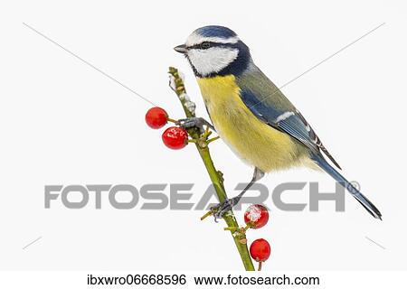 Blue tit (Cyanistes caeruleus) (Syn.: Parus caeruleus) in winter on a branch with red berries, Germany, Europe View Large Photo Image Stock Photograph - Blue tit (Cyanistes caeruleus) (Syn.: Parus caeruleus) in winter on a branch with red berries, Germany, Europe. Fotosearch