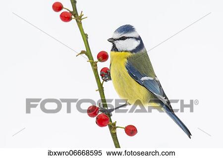 Blue tit (Cyanistes caeruleus) (Syn.: Parus caeruleus) in winter on a branch with red berries, Germany, Europe View Large Photo Image Stock Photography - Blue tit (Cyanistes caeruleus) (Syn.: Parus caeruleus) in winter on a branch with red berries, Germany, Europe. Fotosearch