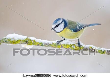 Blue tit (Parus caeruleus) on branch with snow, Hesse, Germany, Europe View Large Photo Image Stock Photograph - Blue tit (Parus caeruleus) on branch with snow, Hesse, Germany, Europe. Fotosearch