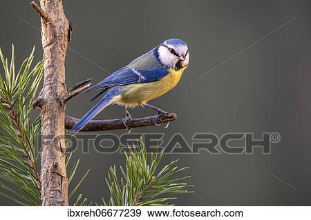 Stock Photo - Blue tit (Parus caeruleus), sitting on a branch, Tyrol, Austria, Europe. Fotosearch