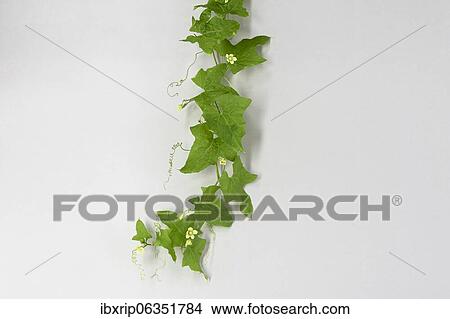 Picture - Bryonia dioica (Bryonia dioica), tendril and female flowers, Germany, Europe. Fotosearch