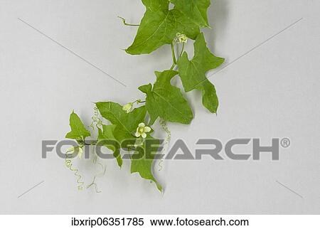 Bryonia dioica (Bryonia dioica), tendril and female flowers, Germany, Europe View Large Photo Image Stock Photography - Bryonia dioica (Bryonia dioica), tendril and female flowers, Germany, Europe. Fotosearch